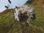 89 Fiore in essiccazione autunnale